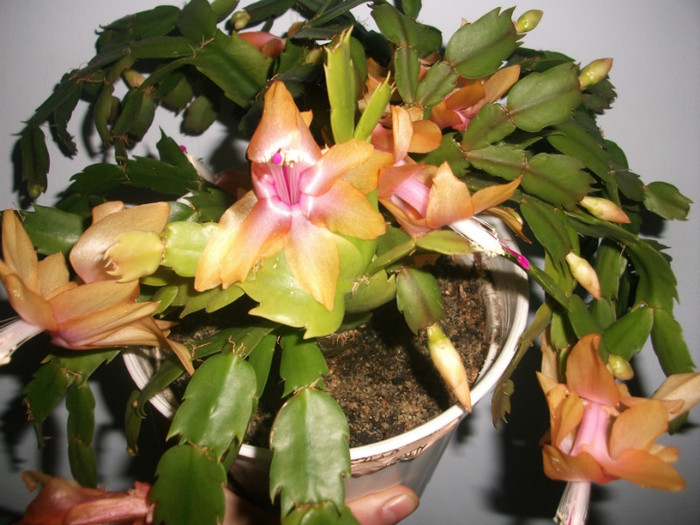 poze 348 - Craciunite decembrie