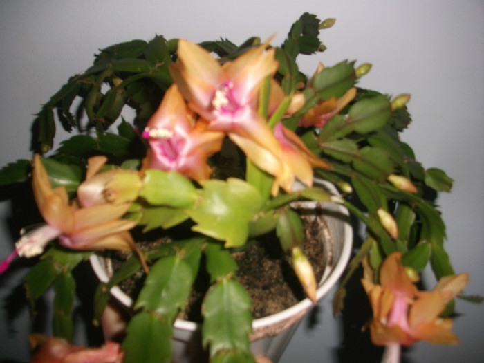 poze 349 - Craciunite decembrie