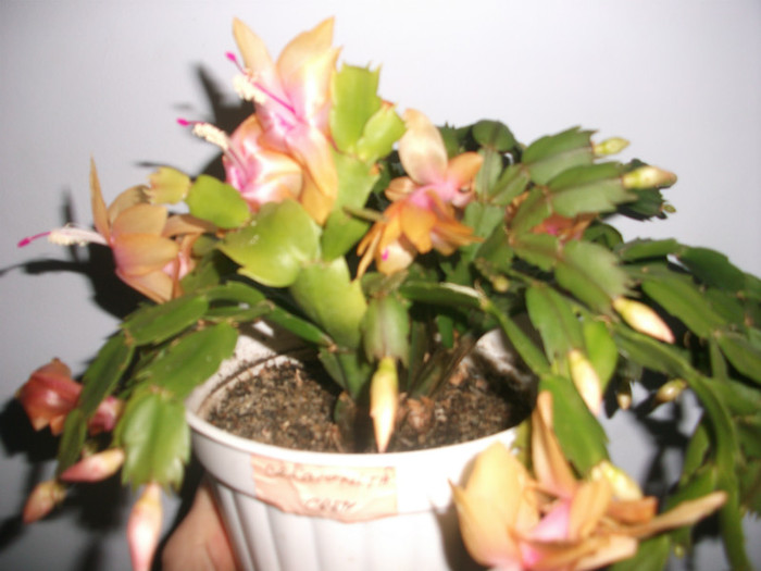 poze 350 - Craciunite decembrie