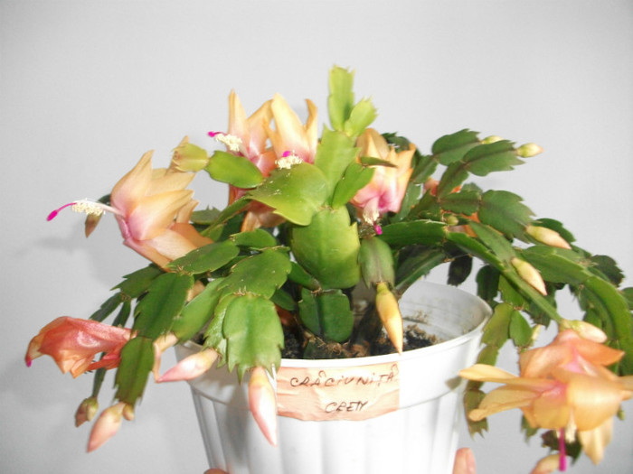 poze 432 - Craciunite decembrie