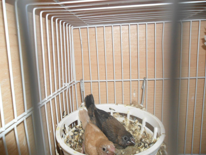 pui pescarusi japonezi 21 zile