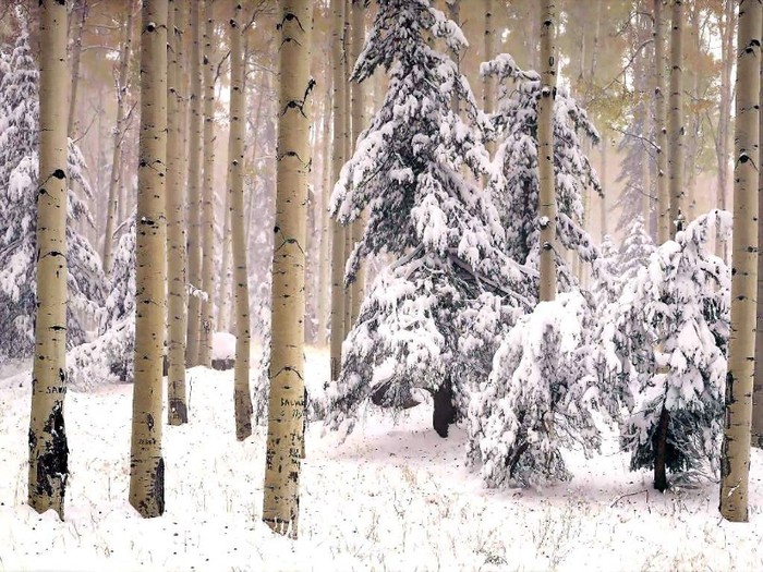 arizona_trail_csg003