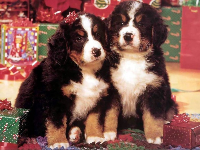 best_friends_csg024