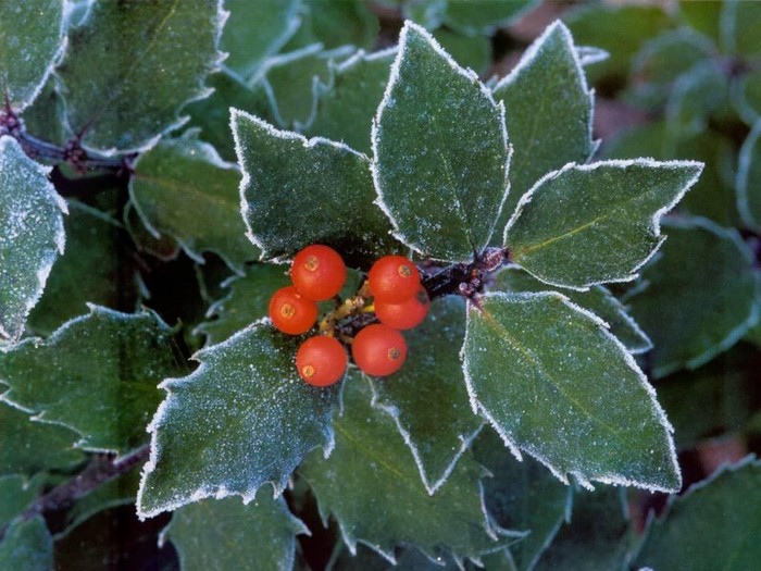 Holly