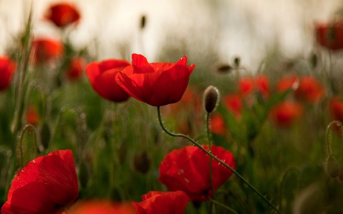 BestHDWallpapersPack301_93_bender777post