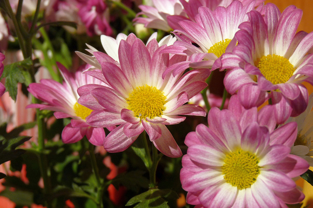 6173495382_08ef3c0142_z