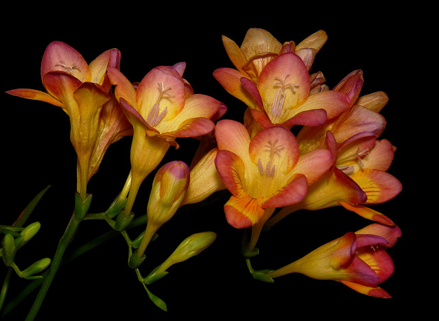 6169903919_3efb00d2a6_z