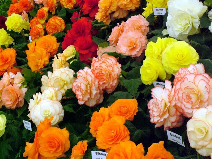 6095294241_ed41793ba2_o