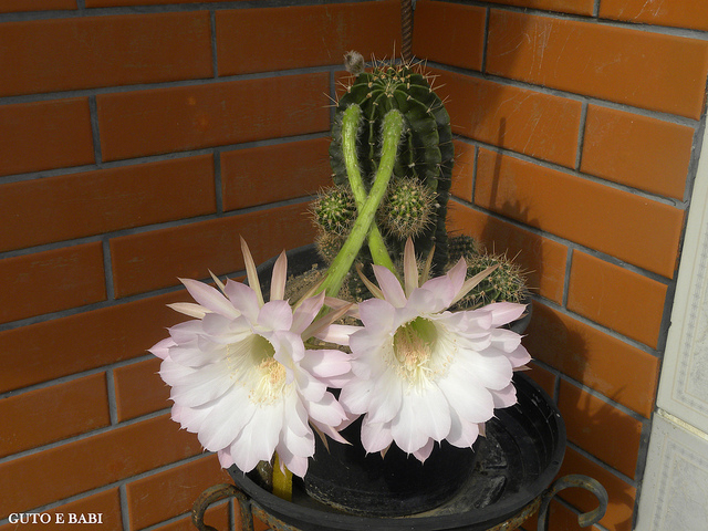 5402424389_7f9472bdb2_z