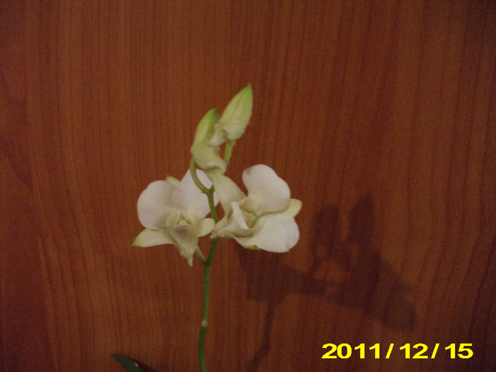 Picture 001 - Orhidei