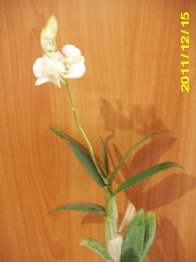 Picture 004 - Orhidei