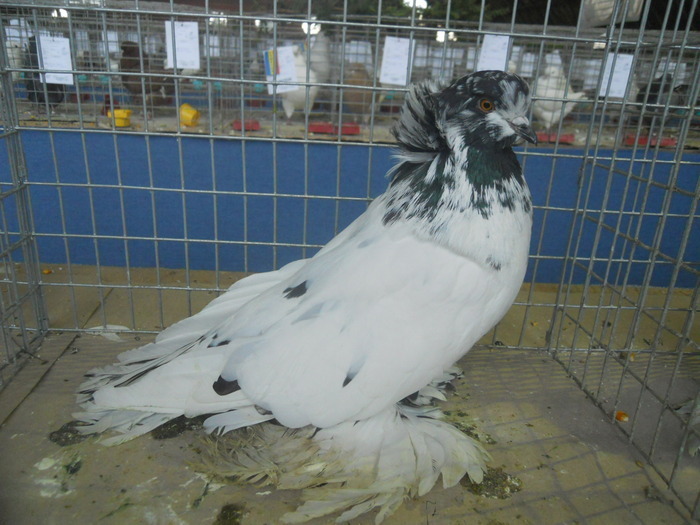  - ADY_O-URIAS MAGHIAR-MAGYAR ORIAS- HUNGARIAN GIANT HOUSE PIGEON  2015