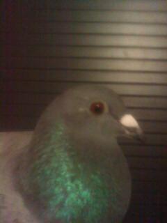 Imagine 0070 - porumbeii mei