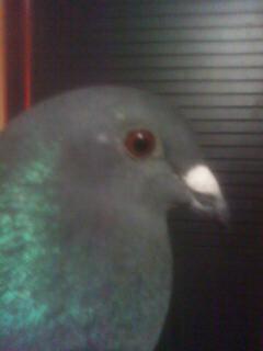 Imagine 0071 - porumbeii mei