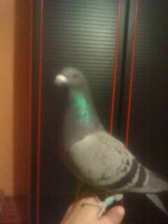 Imagine 0072 - porumbeii mei