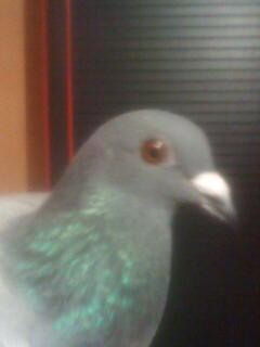 Imagine 0075 - porumbeii mei