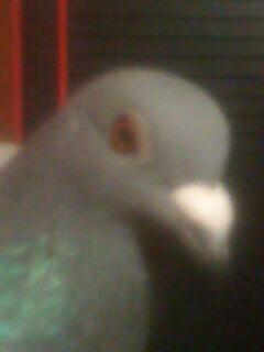 Imagine 0077 - porumbeii mei