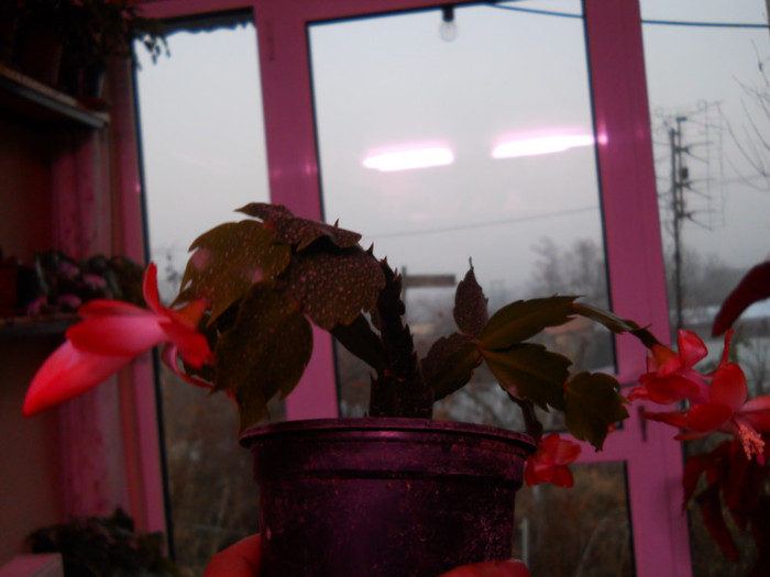 DSCN2235
