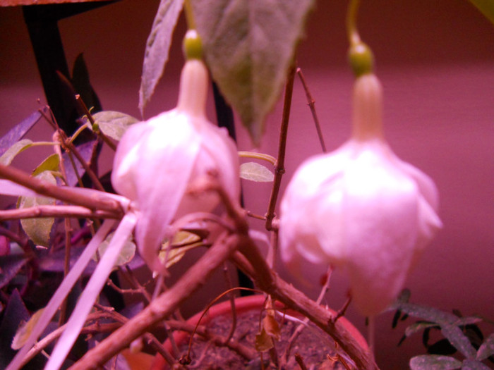 DSCN2237