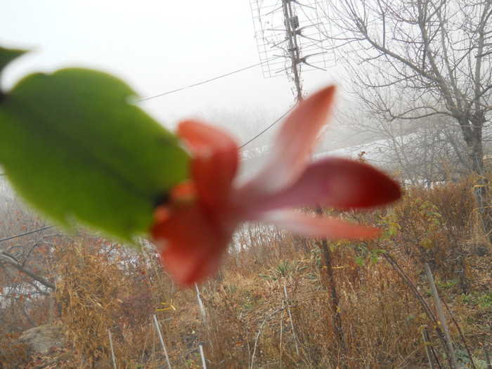 DSCN2241