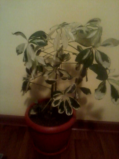 Schefflera