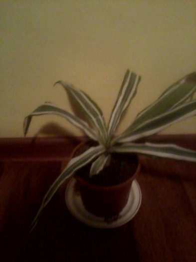 dracaena
