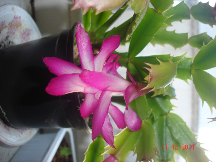 DSC03845 - schlumbergera