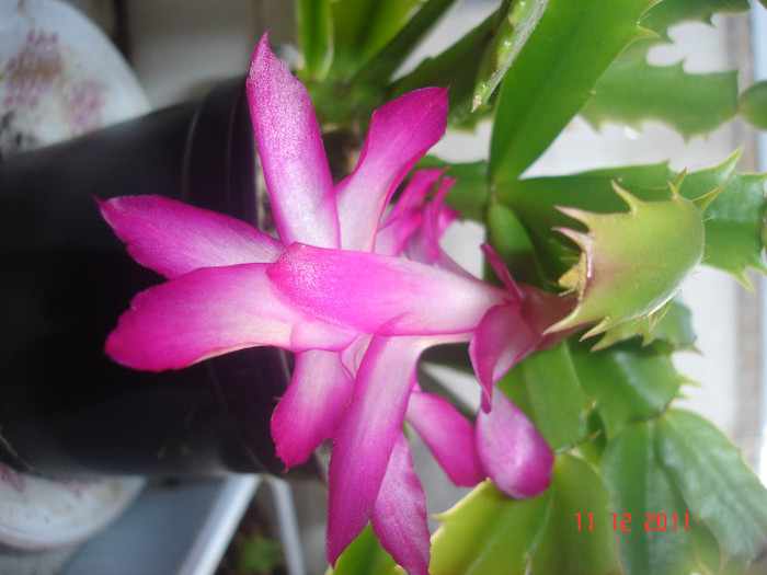 DSC03847 - schlumbergera