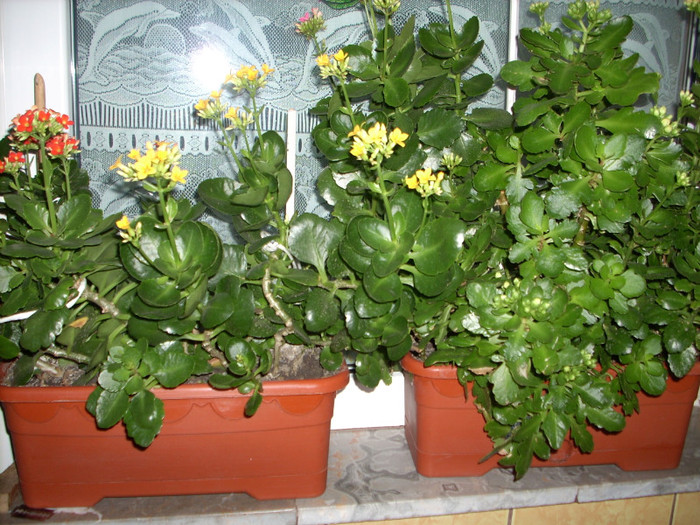 Photo 008