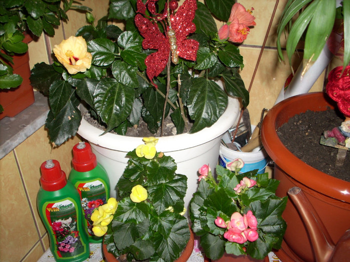 Photo 005