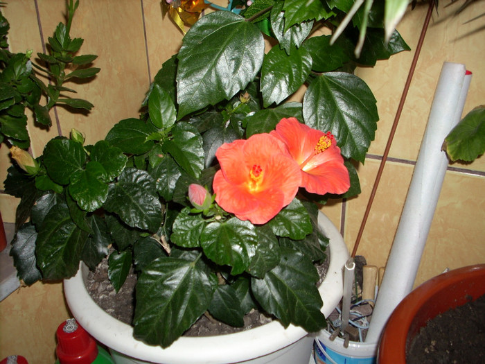 Photo 001