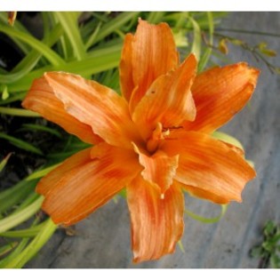 orange-double - HEMEROCALLIS