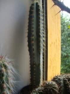 Pilosocereus azureus