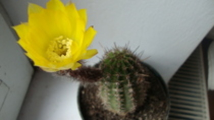  - ASCLEPIADE CACTUSI CRACIUNITE