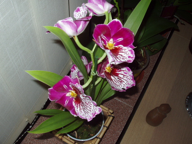 16.12.2011 - MILTONIOPSIS