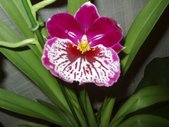 orhideea panseluta