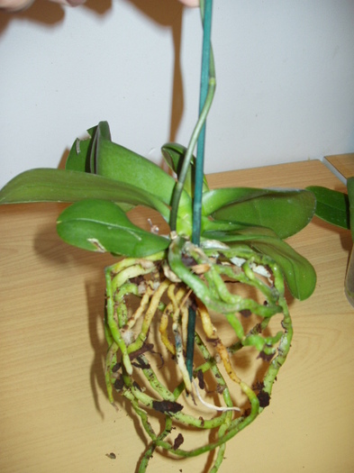 radacini bune - Z  Orhidee luate de la reduceri