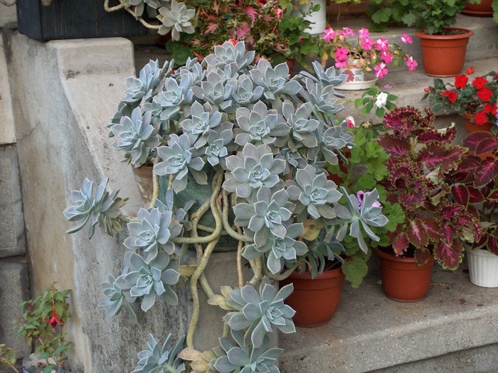 HPIM1268 - echeveria