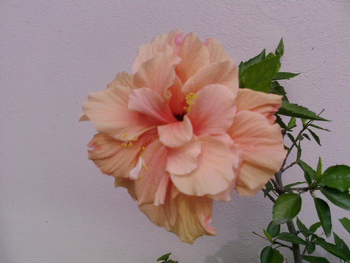 Fotografii-0024 - hibiscus