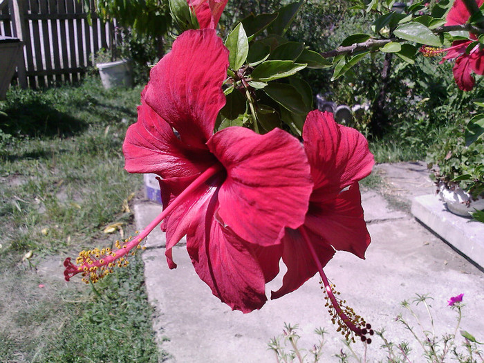 Fotografii-0003 - hibiscus
