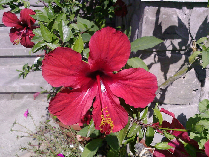pierdut - hibiscus