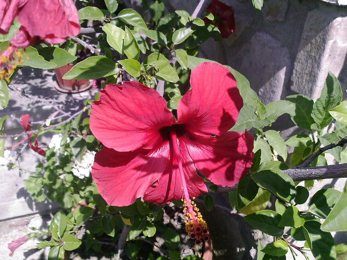 Fotografii-0005 - hibiscus