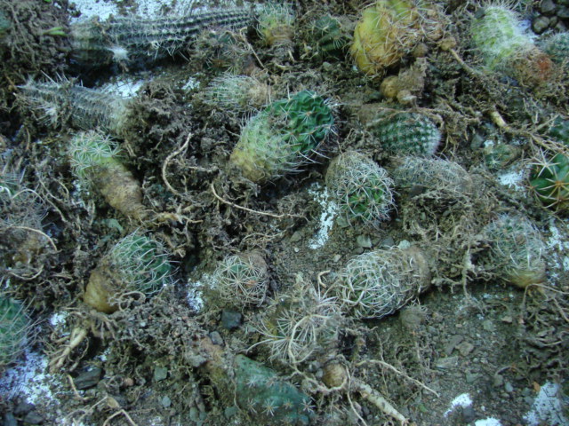 DSC09631 - elevi si cactusi la Mangalia