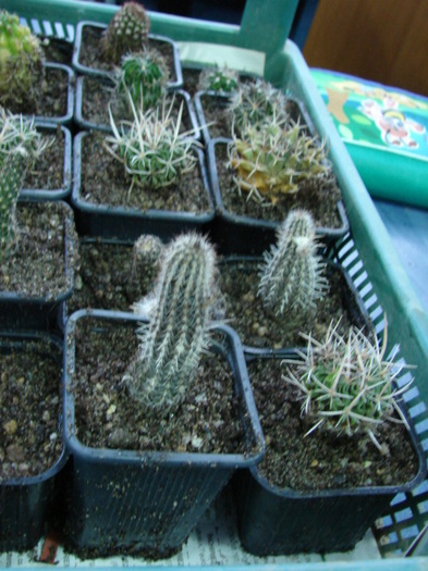 DSC09670 - elevi si cactusi la Mangalia