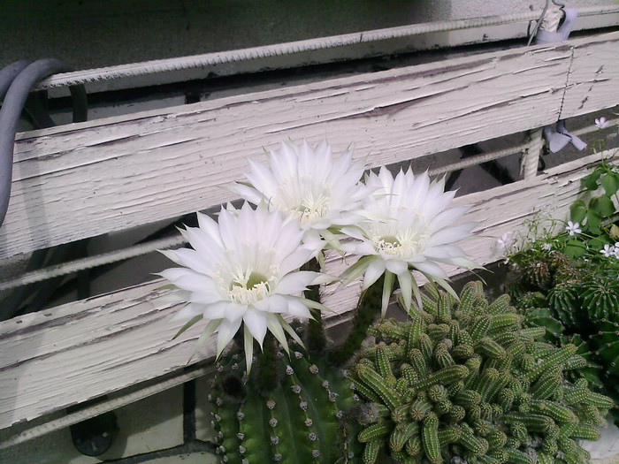 Fotografii-0021 - cactusi