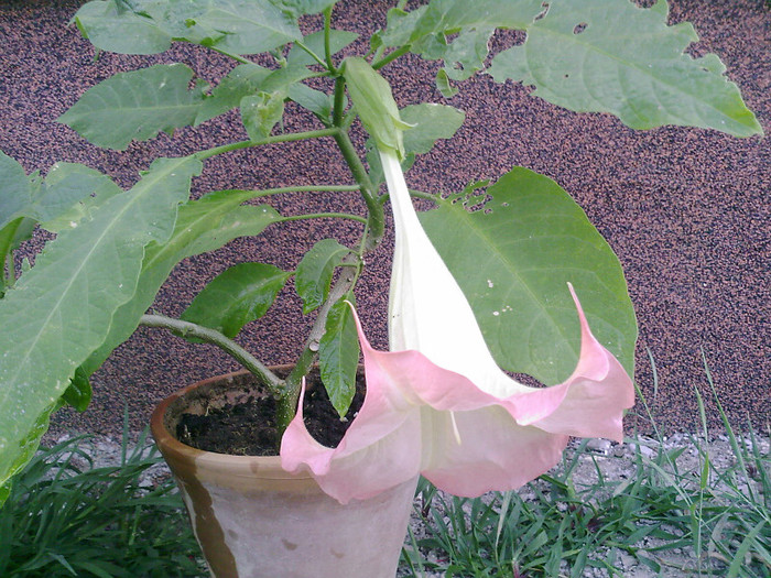 Fotografii-0011 - brugmansia