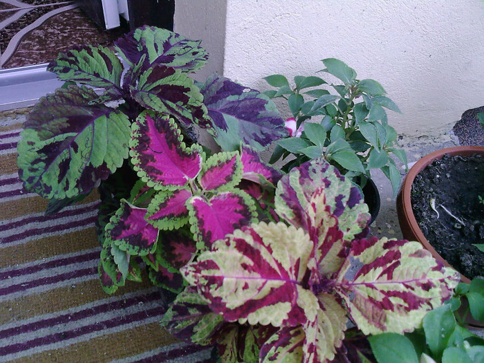 Fotografii-0025 - coleus