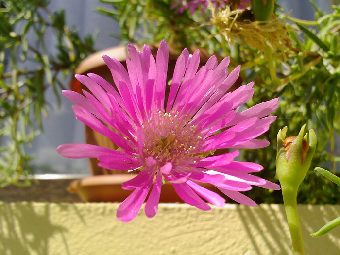 Fotografii-0007 - lampranthus