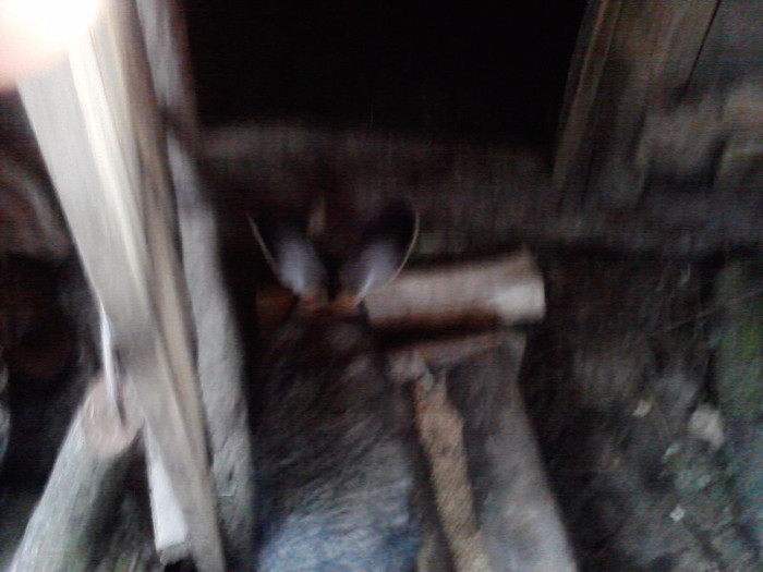 P161211_14.29 - iepuri urias german