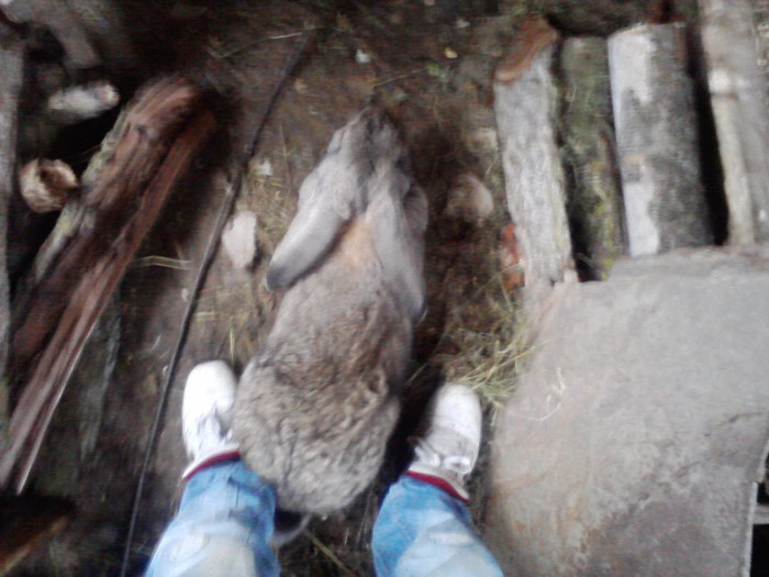 P161211_14.33 - iepuri urias german